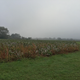 A cotton field in Metter, Ga., not too far away from Waynesboro, Ga., where Stacey Abrams visited Tuesday.